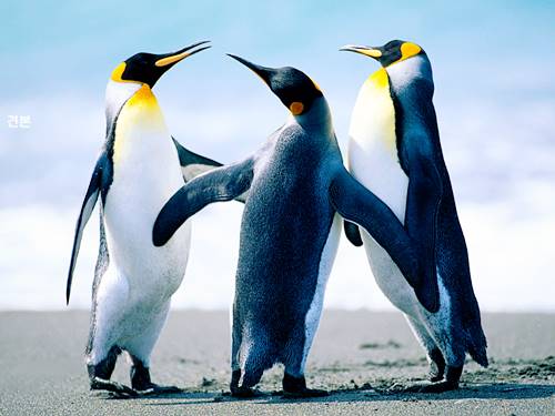 Ź ̹